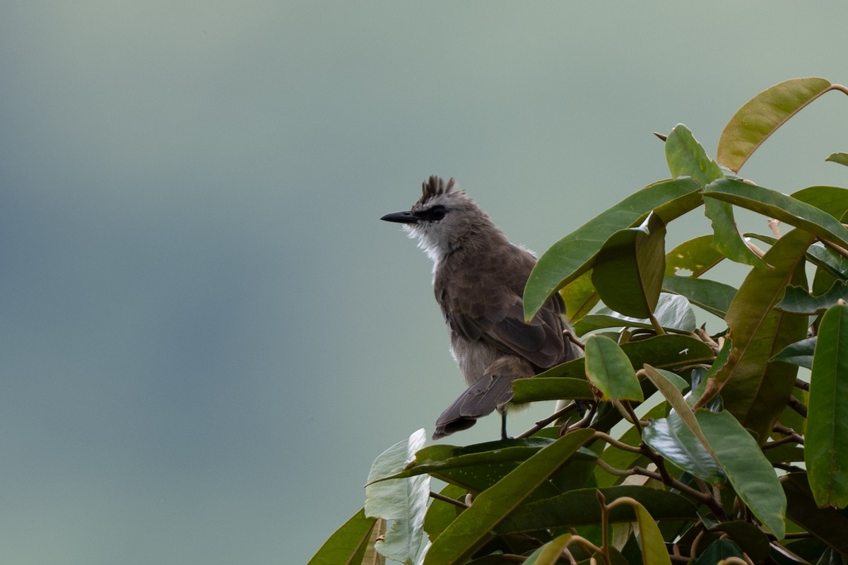 Yellow-vented Bulbul - ML644024315