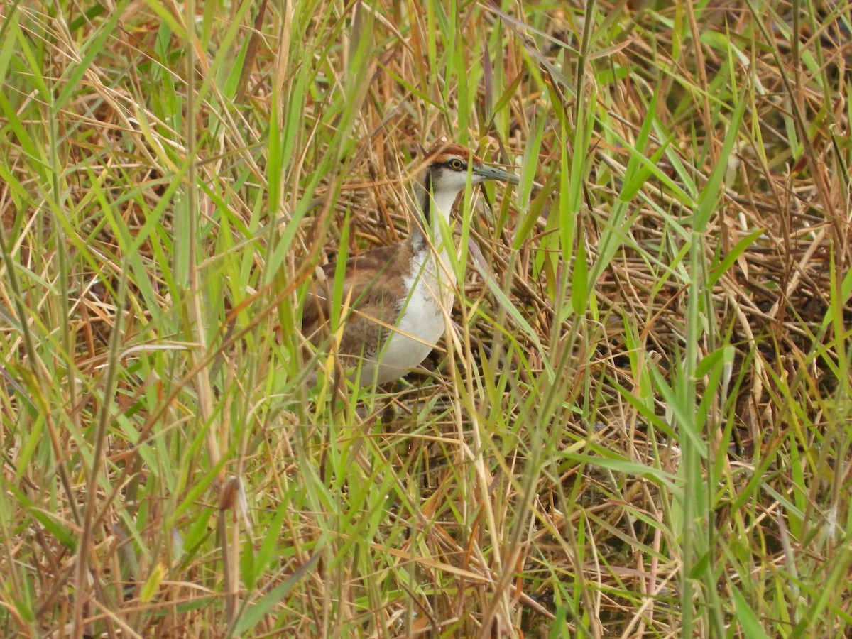 Pheasant-tailed Jacana - ML644024318