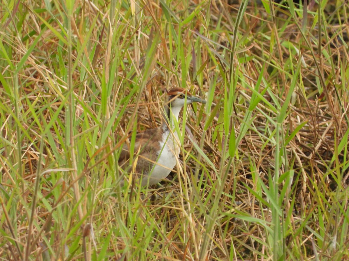 Pheasant-tailed Jacana - ML644024319