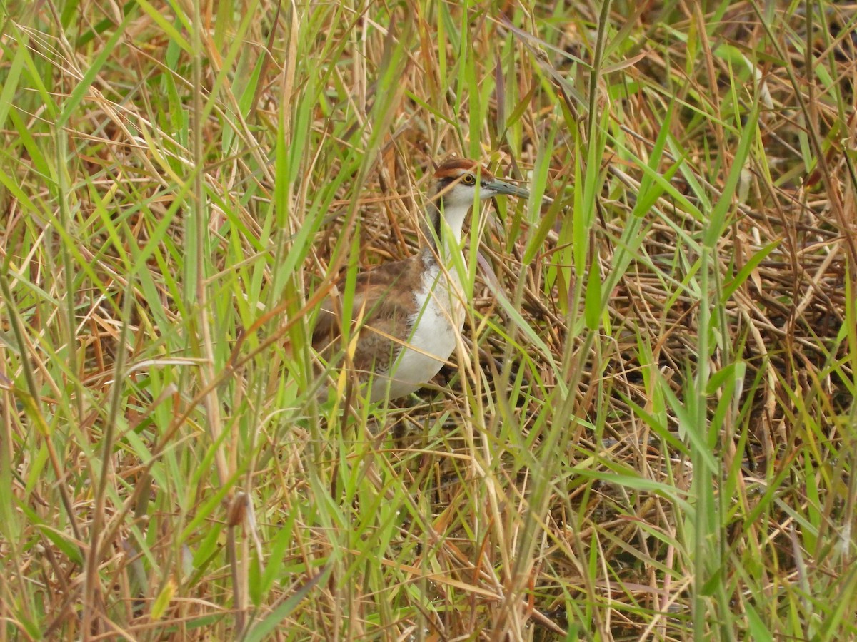 Pheasant-tailed Jacana - ML644024320