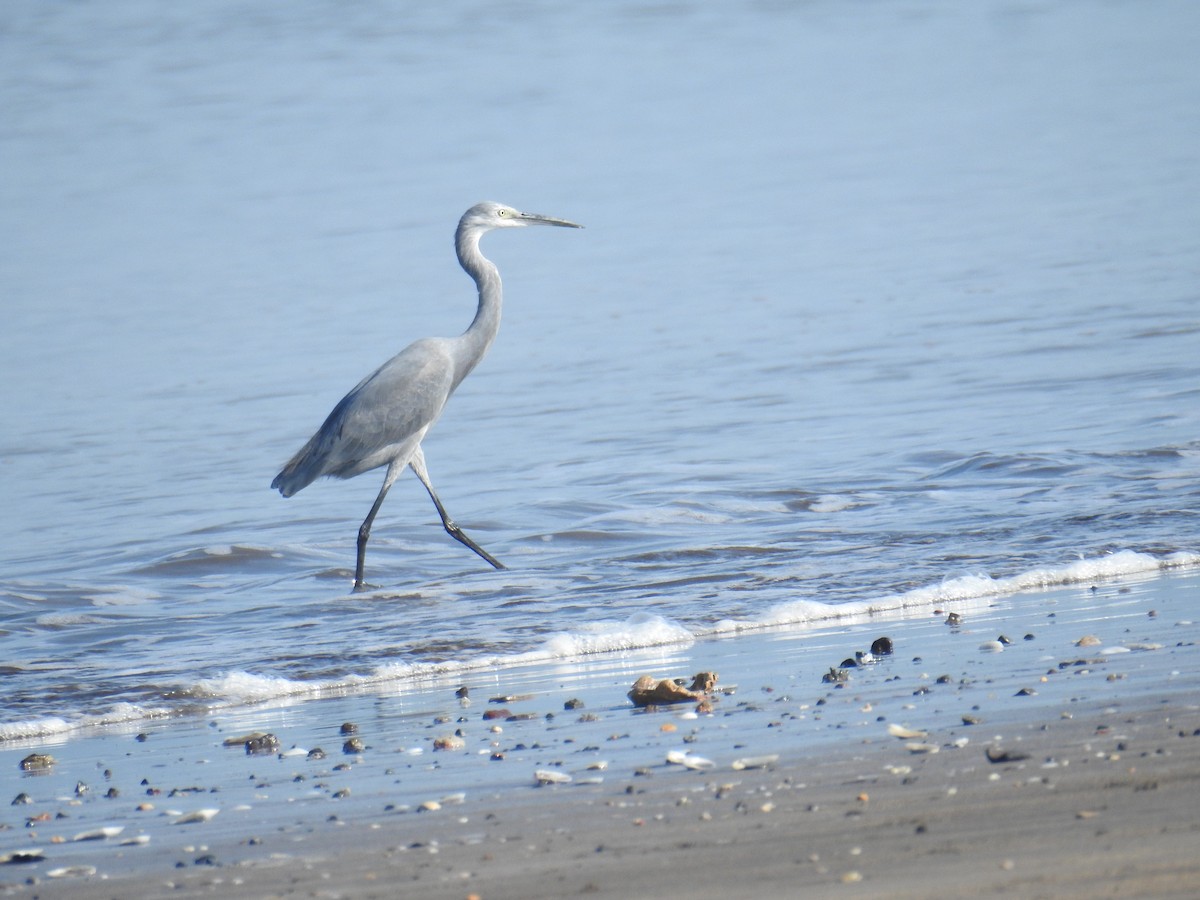 Western Reef-Heron - ML644024323