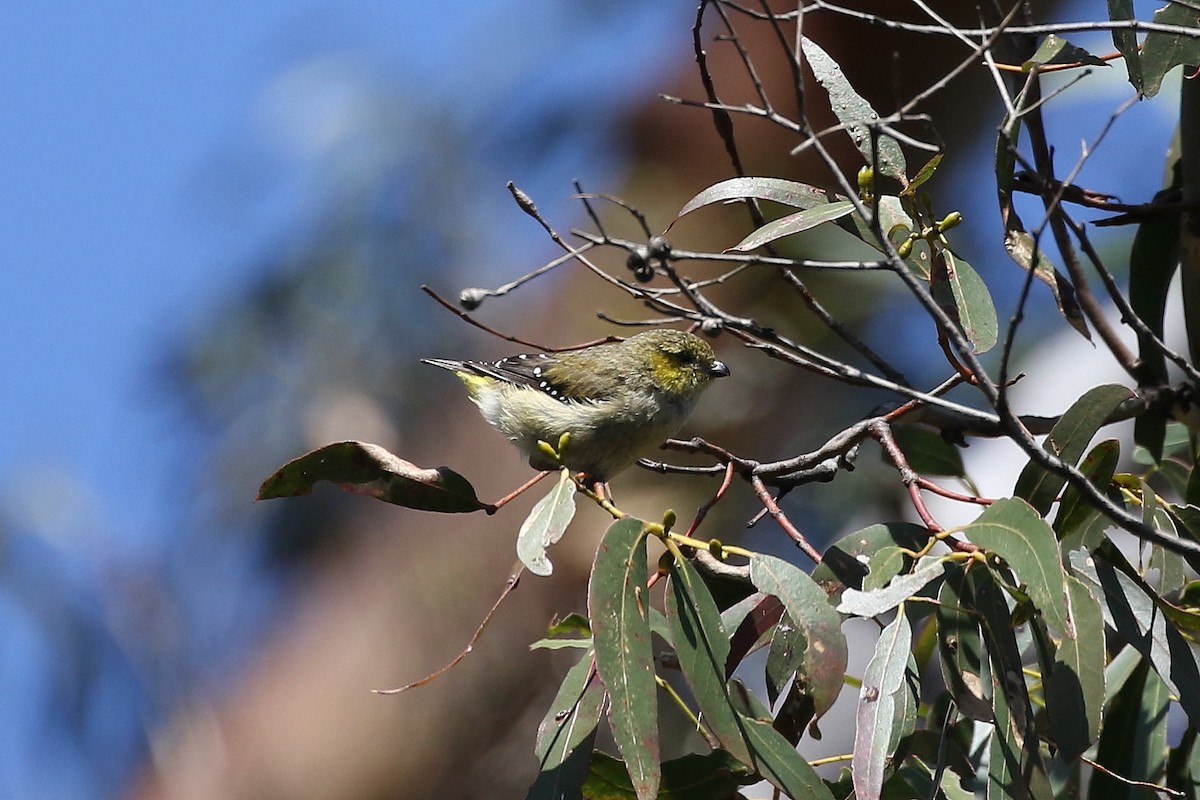 Forty-spotted Pardalote - ML644024329