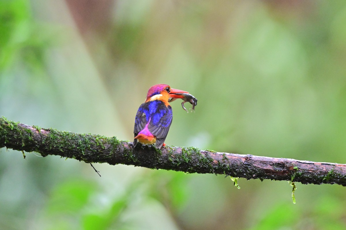 Black-backed Dwarf-Kingfisher - ML644024336