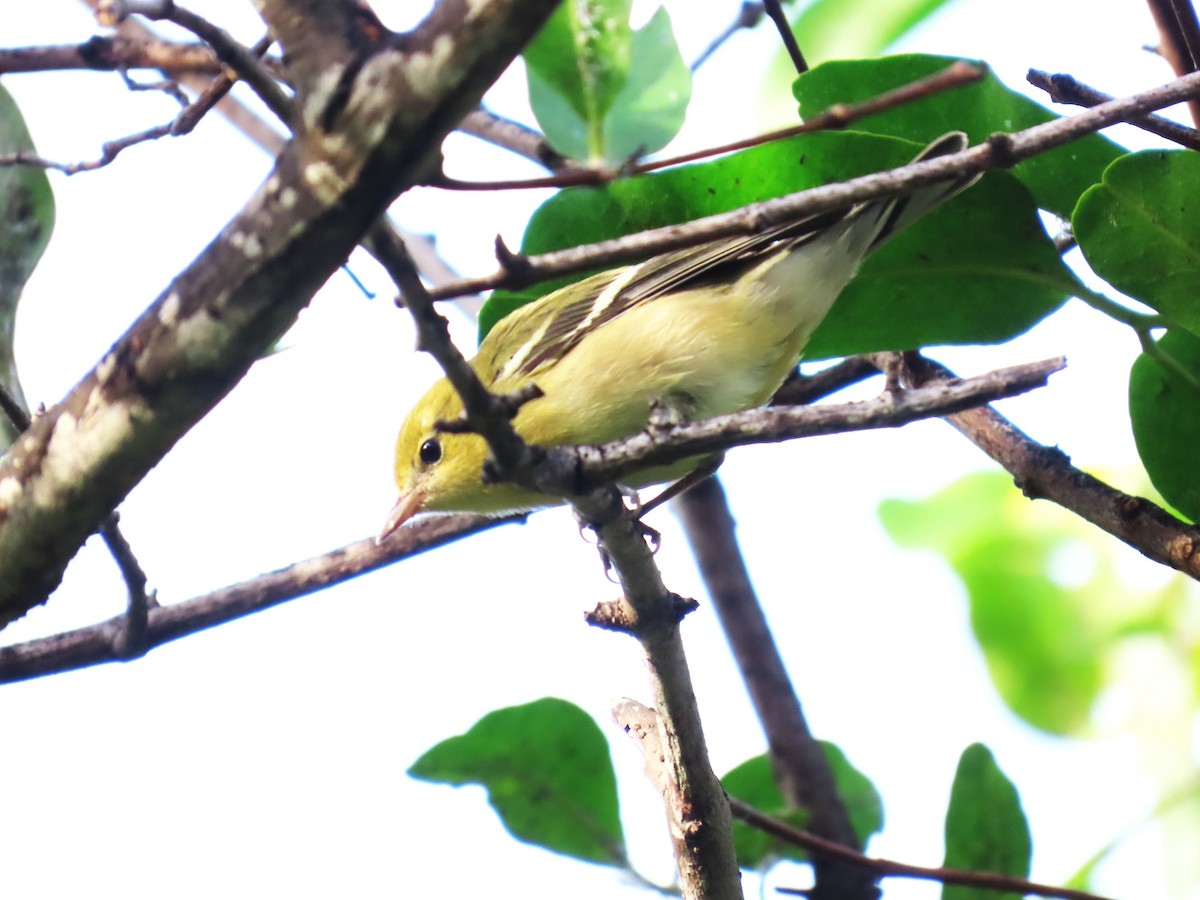 Bay-breasted Warbler - ML644024337