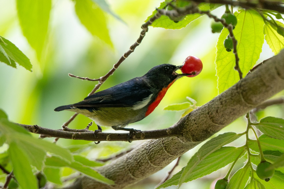 Black-sided Flowerpecker - ML644024339