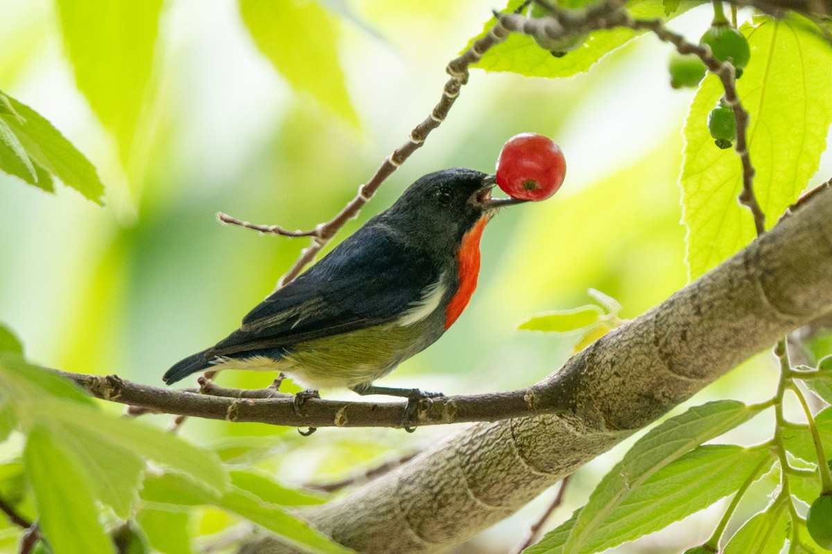 Black-sided Flowerpecker - ML644024340