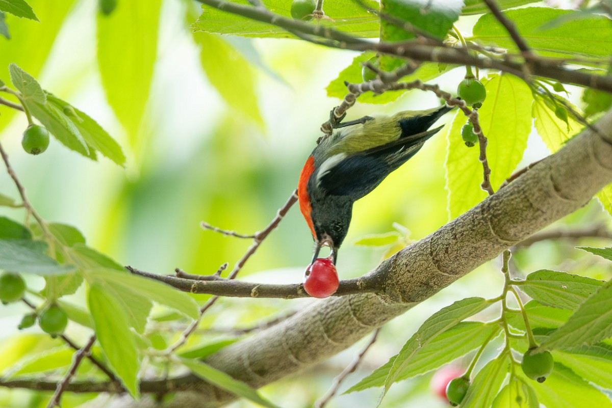 Black-sided Flowerpecker - ML644024341
