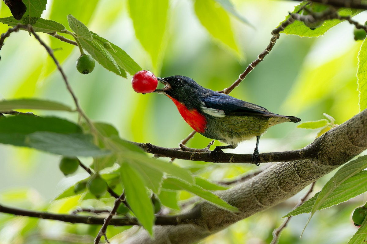 Black-sided Flowerpecker - ML644024342