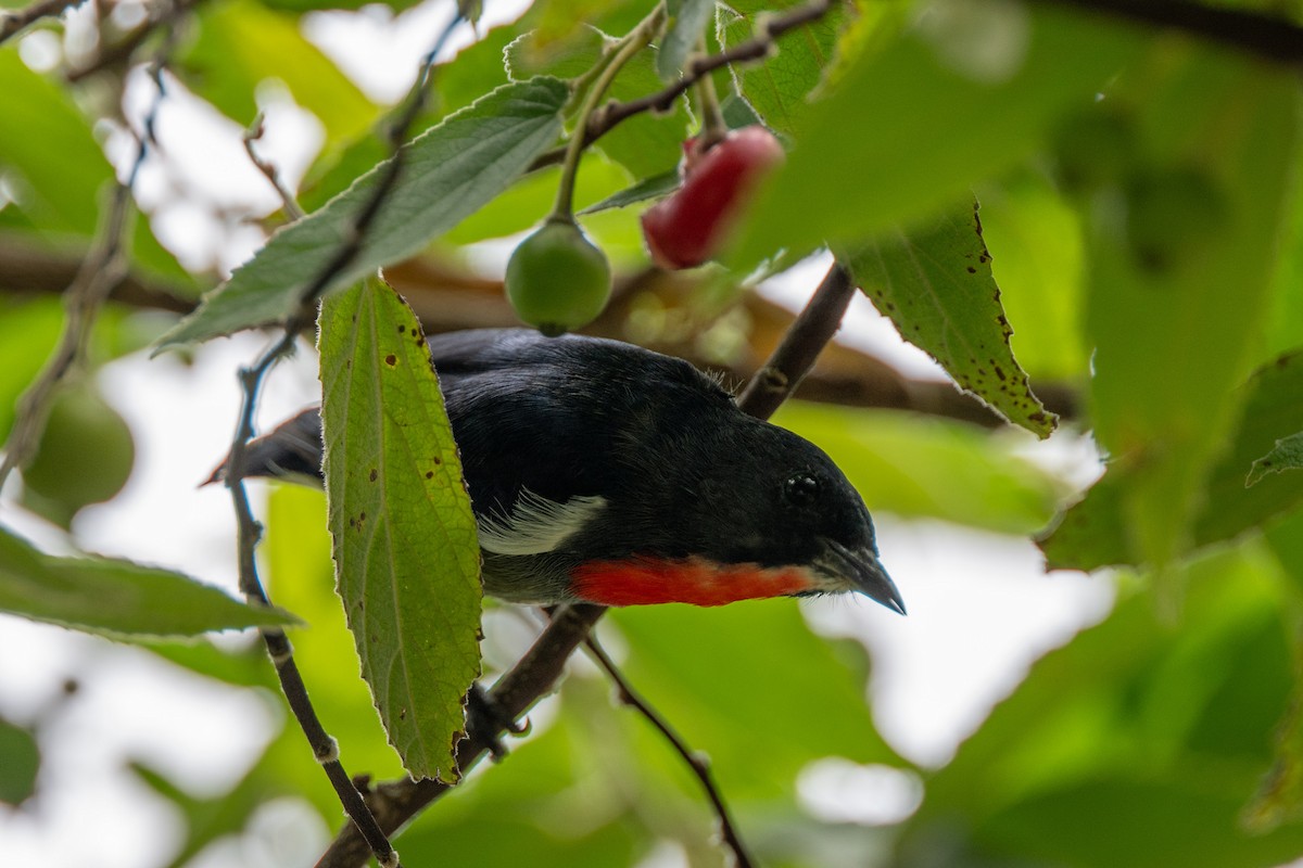 Black-sided Flowerpecker - ML644024343