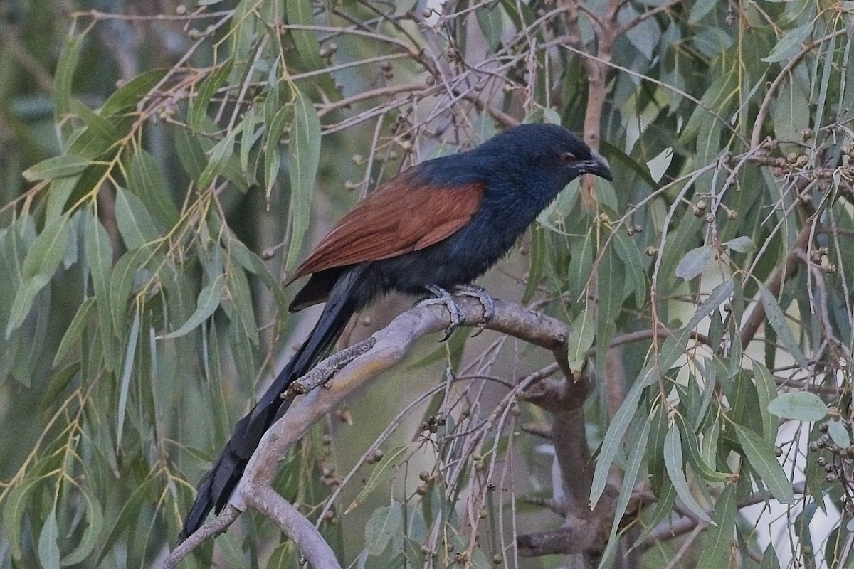 Malagasy Coucal - ML644024347