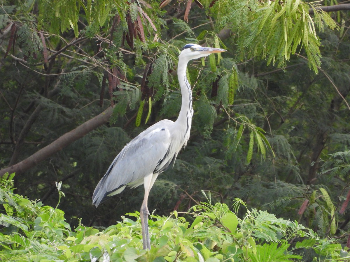 Gray Heron - ML644024352
