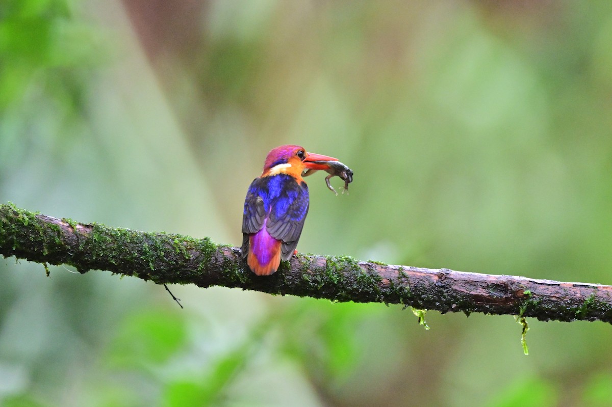 Black-backed Dwarf-Kingfisher - ML644024358