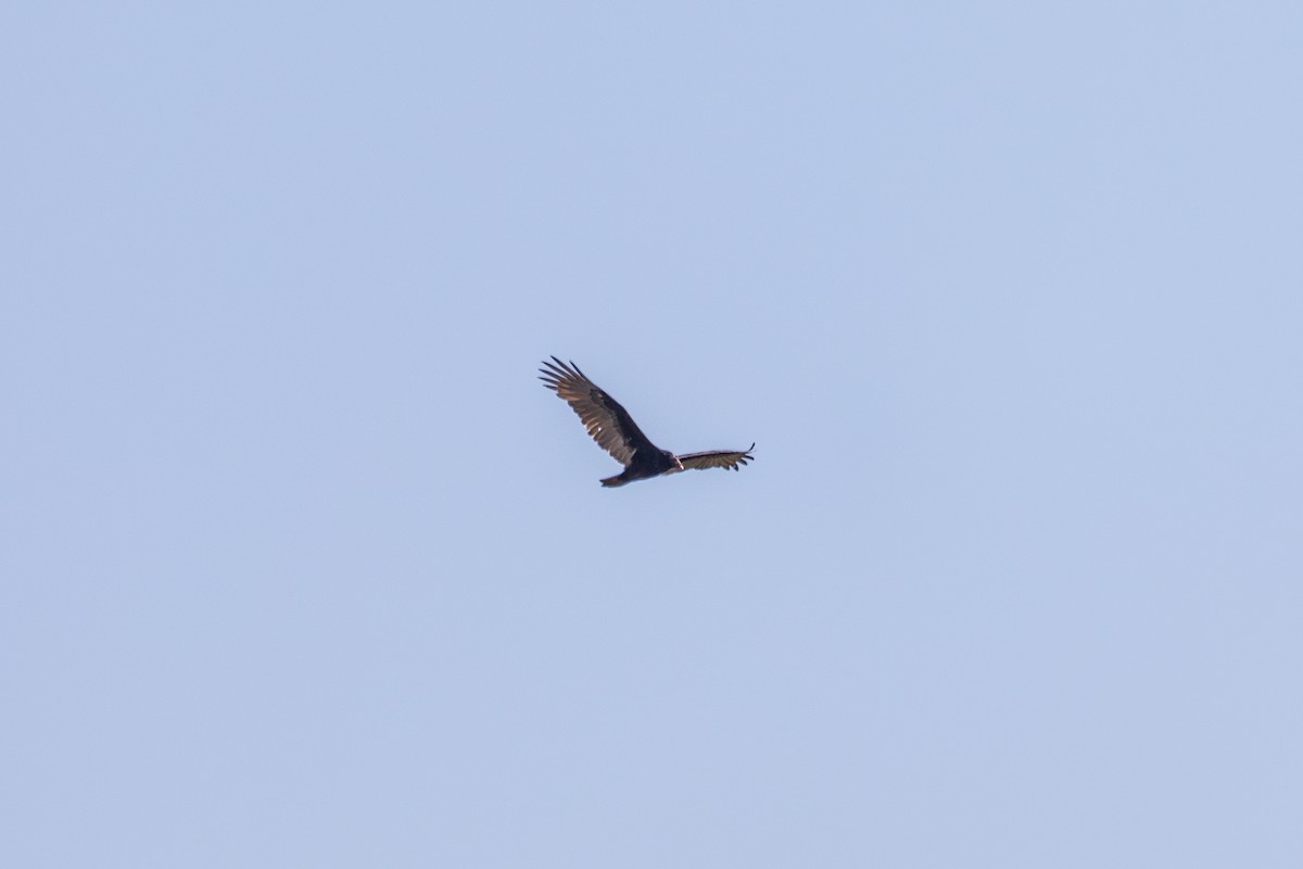 Turkey Vulture - ML644024361