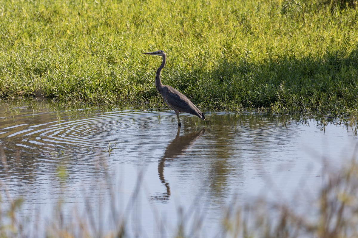 Great Blue Heron - ML644024379