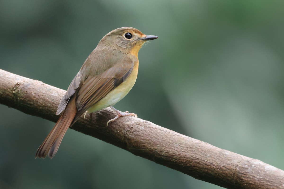 Hill Blue Flycatcher - ML644024380