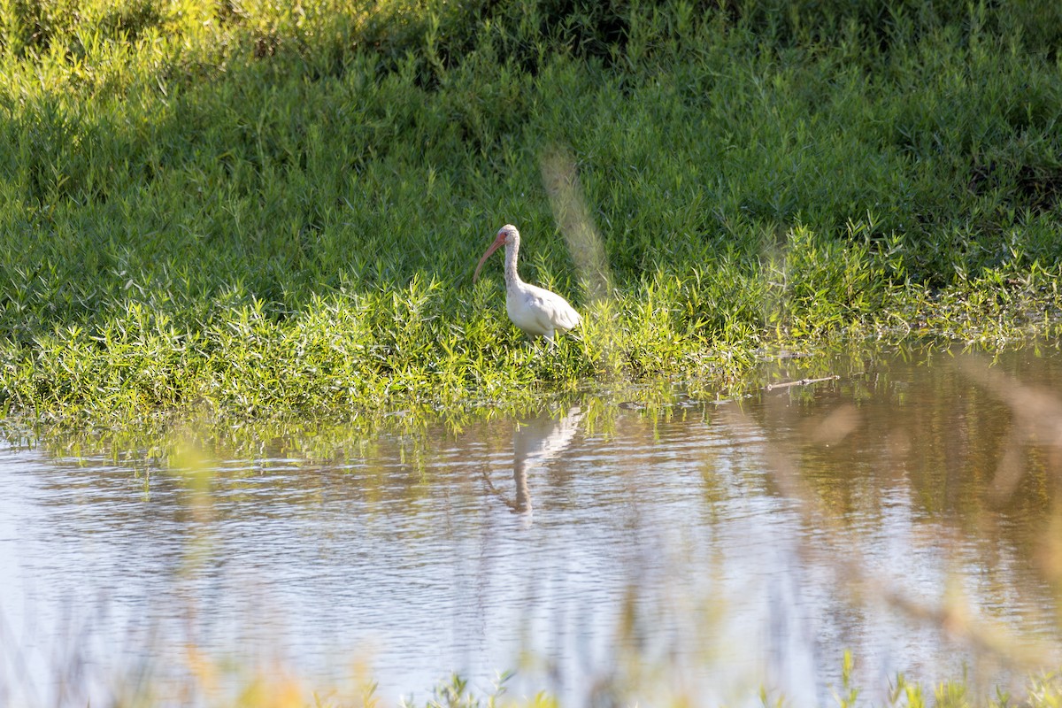 White Ibis - ML644024383