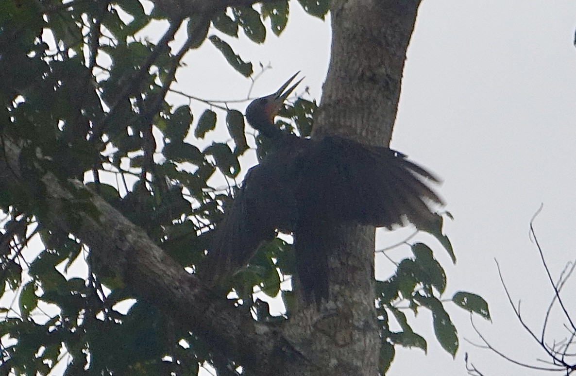 ボウシゲラ - ML644024385