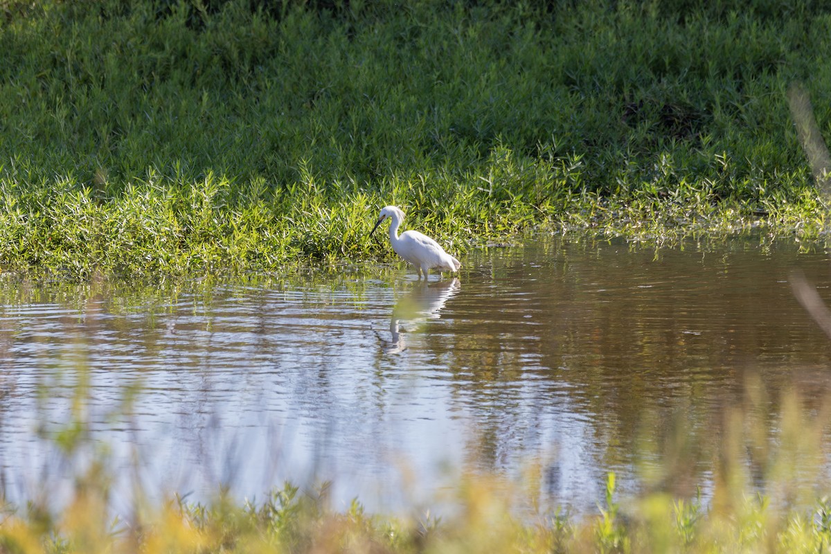 Snowy Egret - ML644024389