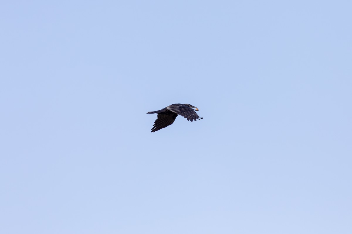 American Crow - ML644024390