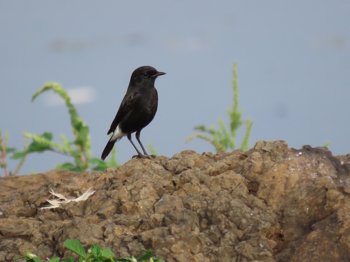 svartskvett - ML644024394