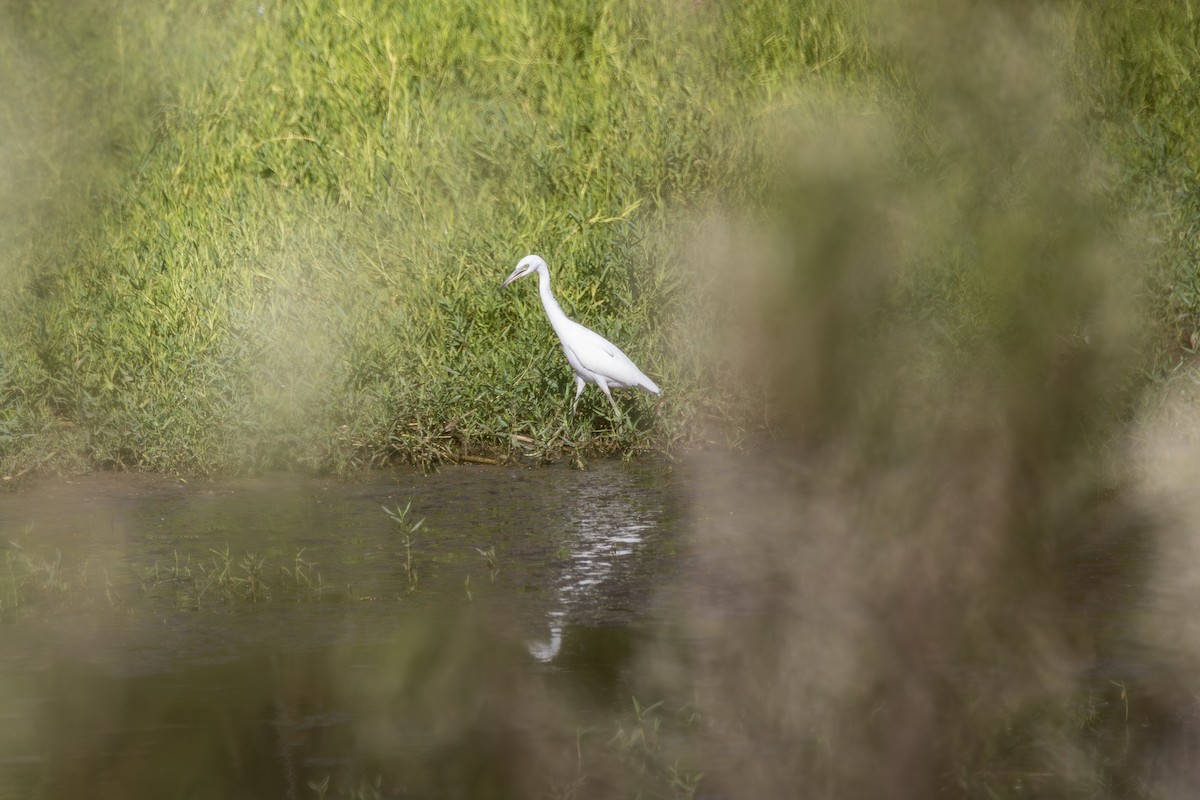 Little Blue Heron - ML644024396