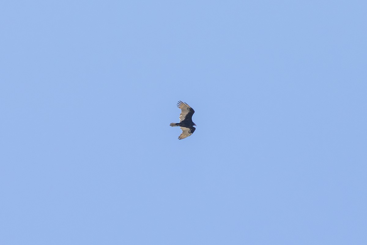 Turkey Vulture - ML644024404