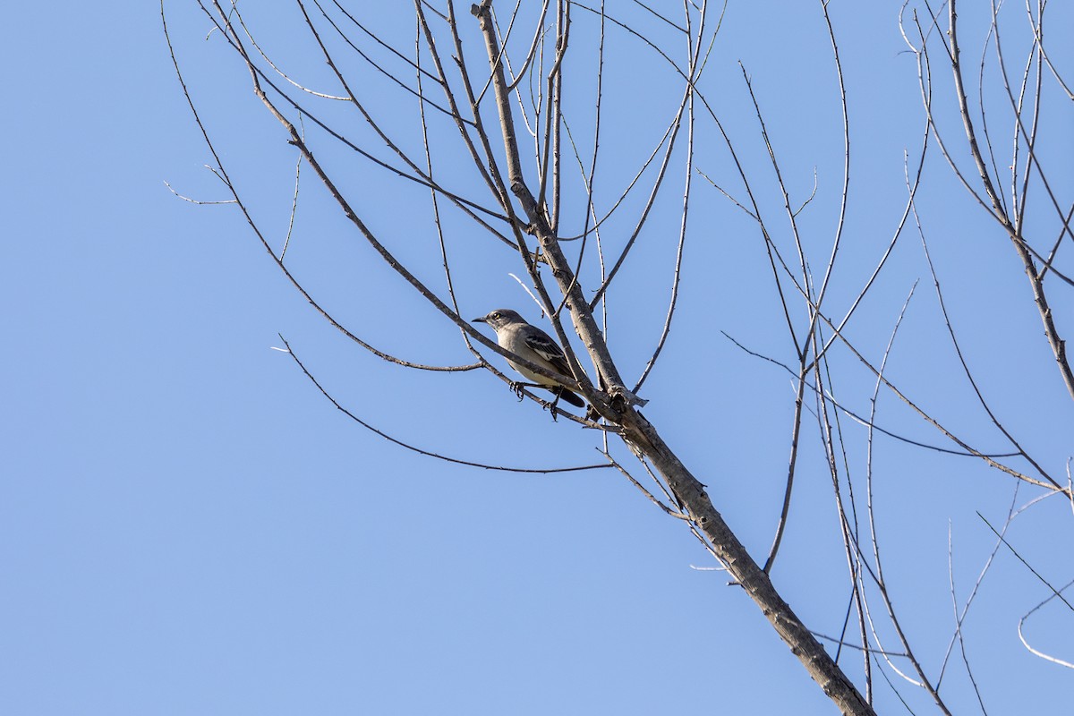 Northern Mockingbird - ML644024410