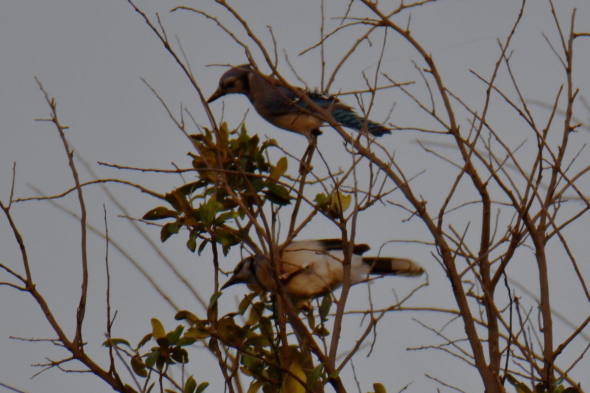 Blue Jay - ML644024424