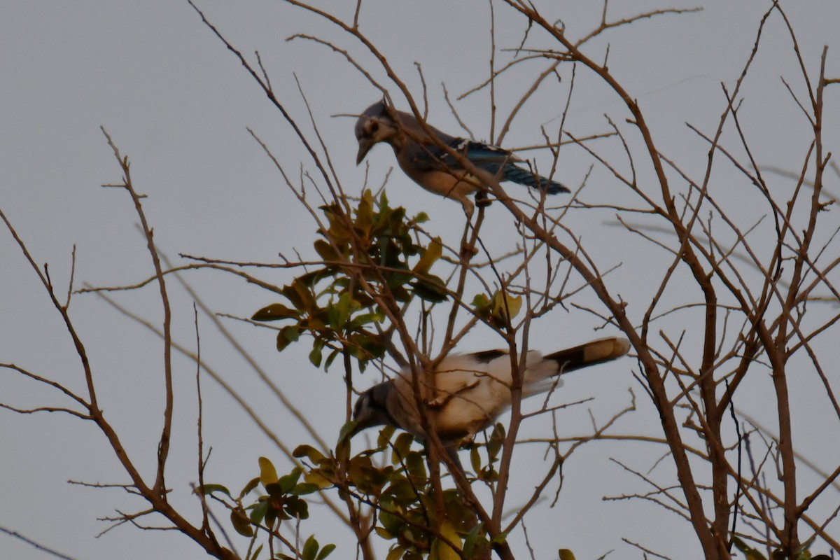 Blue Jay - ML644024425