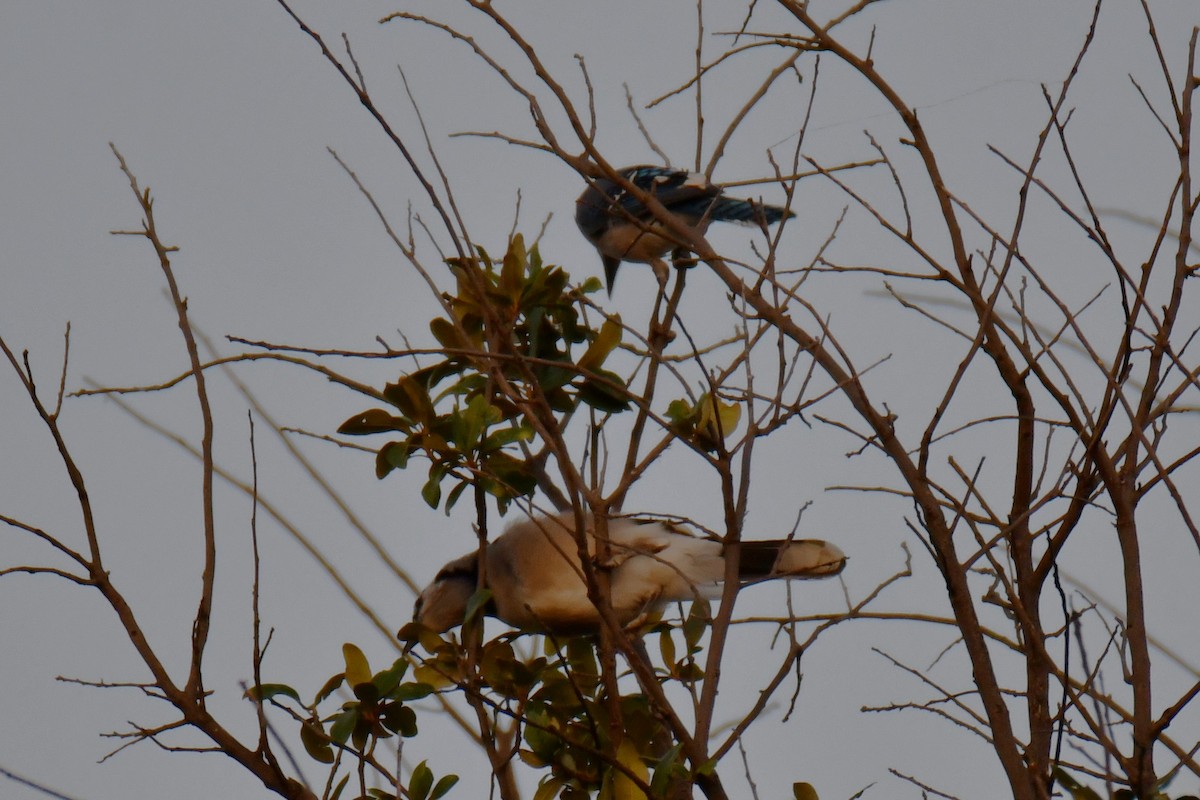 Blue Jay - ML644024426