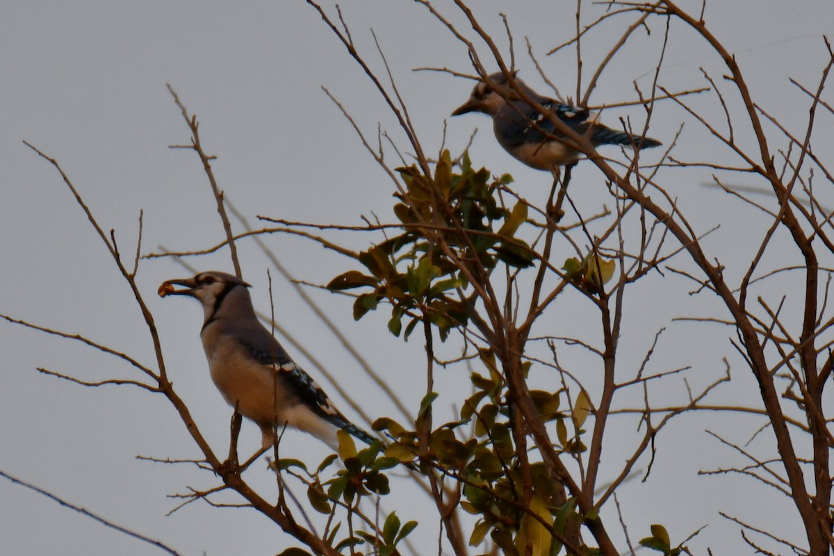 Blue Jay - ML644024428