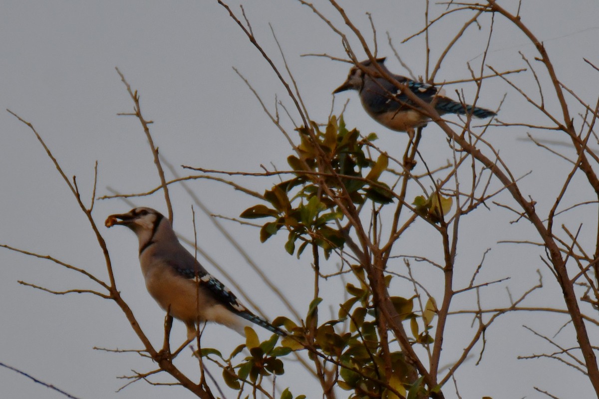 Blue Jay - ML644024429