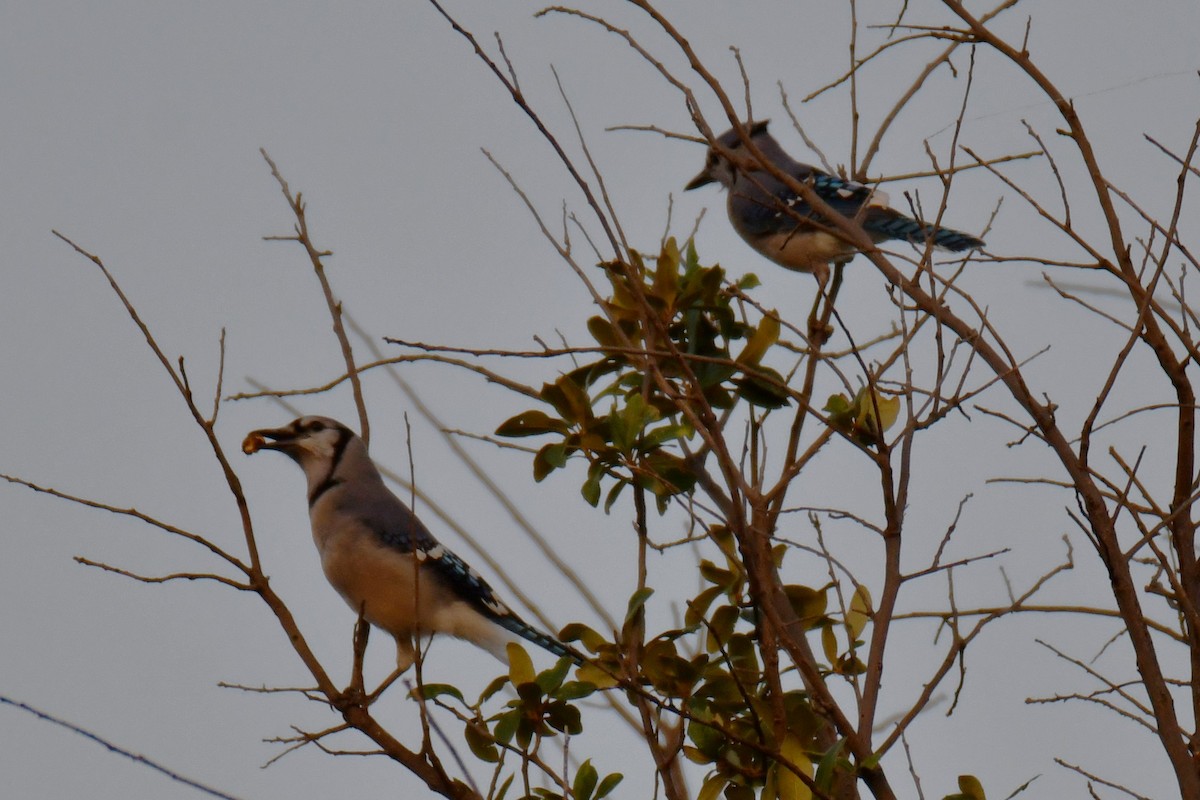Blue Jay - ML644024430