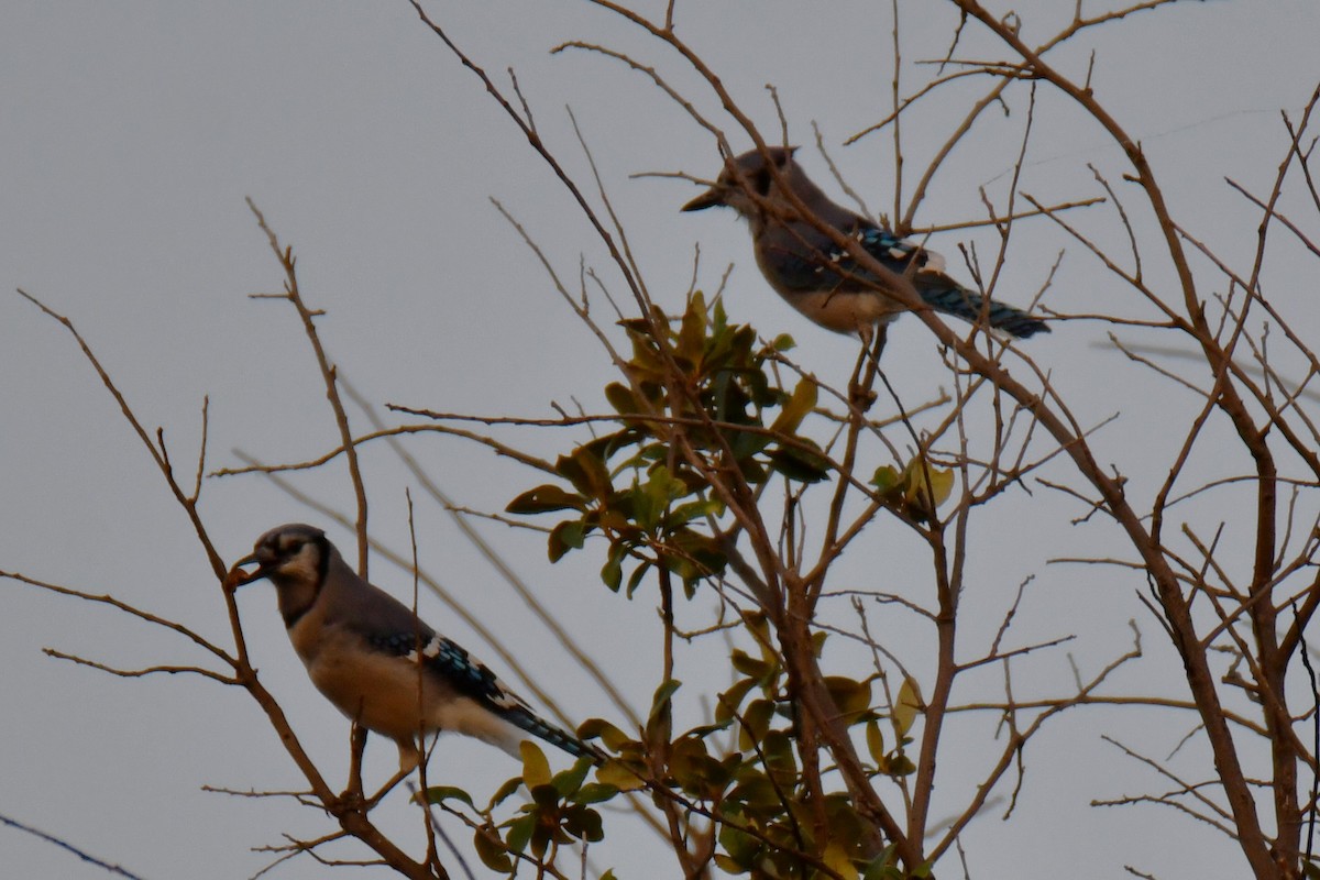 Blue Jay - ML644024431