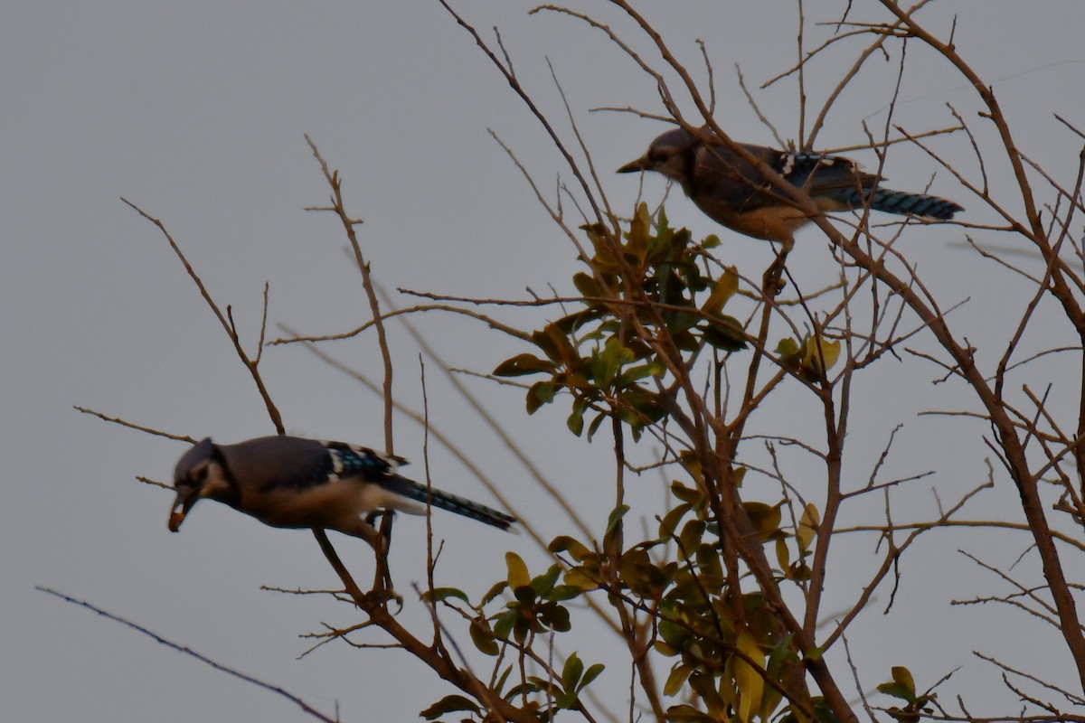 Blue Jay - ML644024432