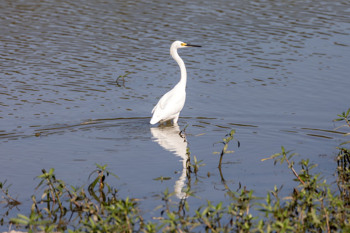 Snowy Egret - ML644024434