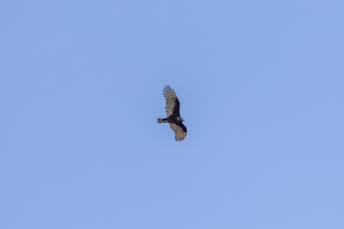 Turkey Vulture - ML644024450