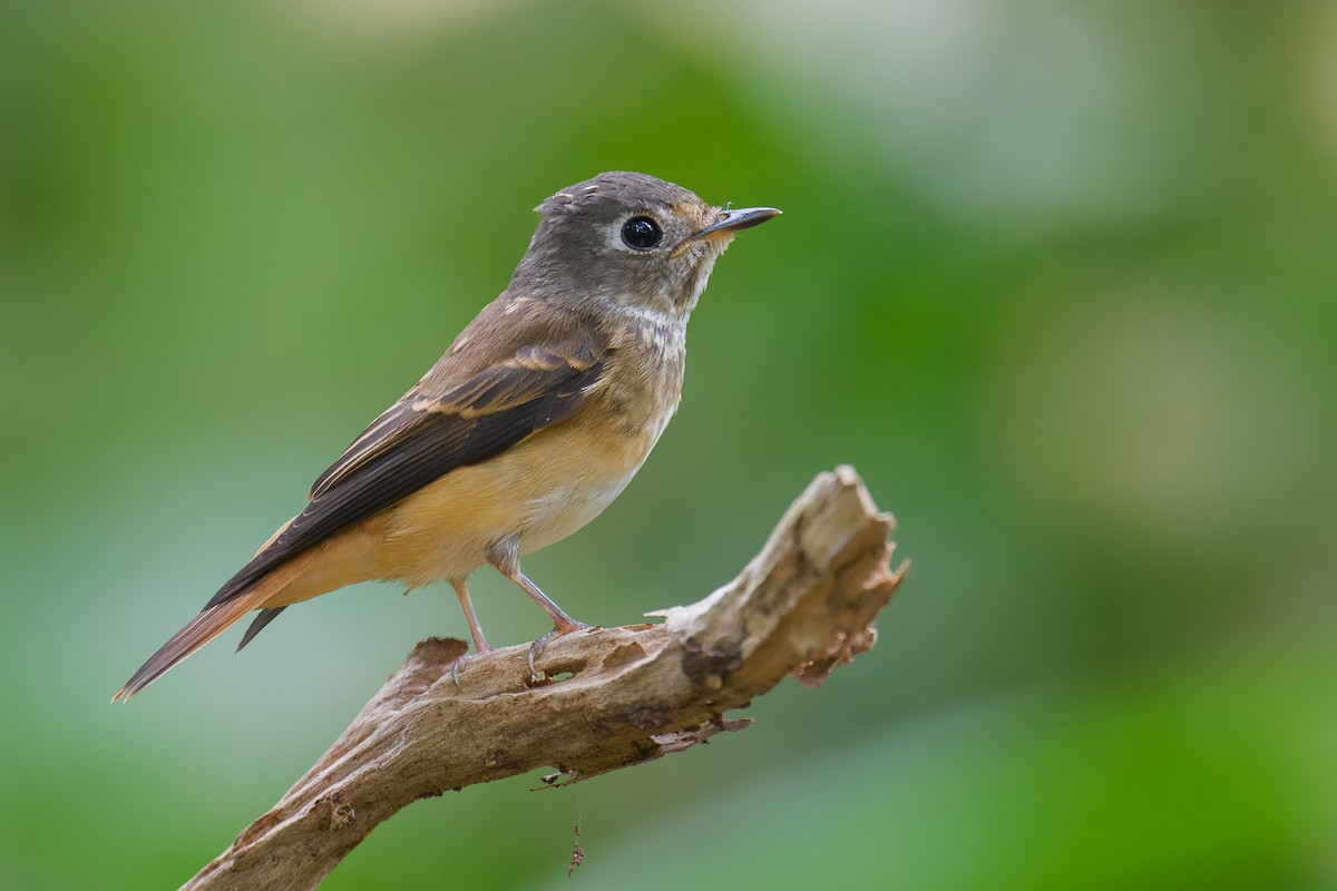Ferruginous Flycatcher - ML644024452