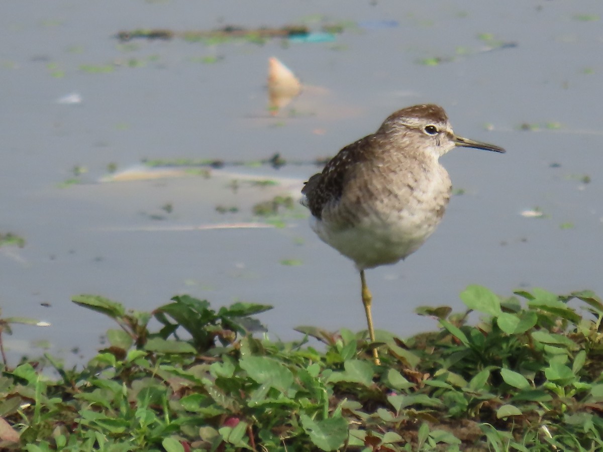 grønnstilk - ML644024461