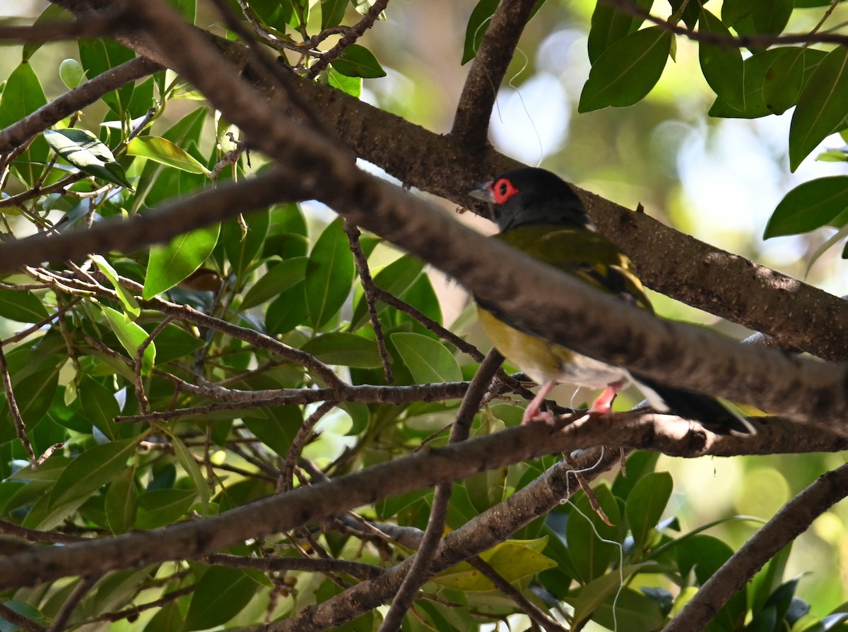 Australasian Figbird - ML644024469