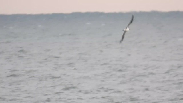 Northern Gannet - ML644024473