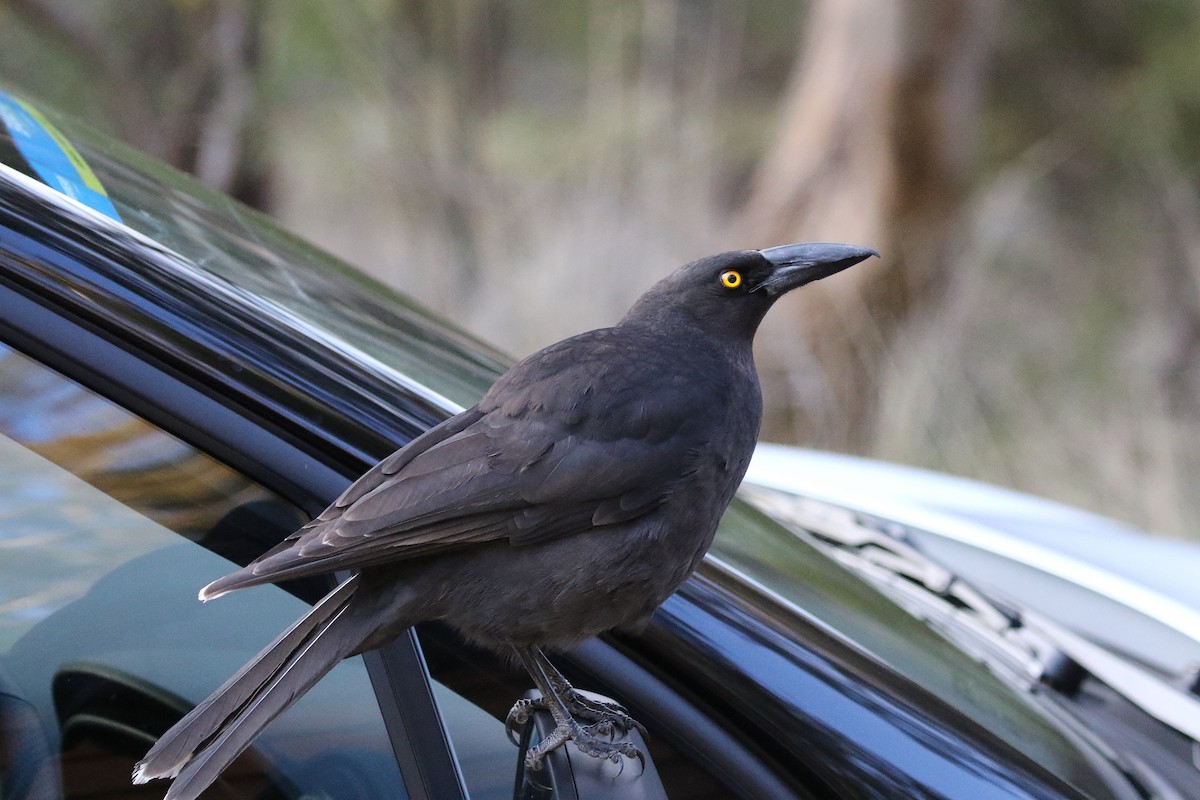 Gray Currawong (Clinking) - ML644024479
