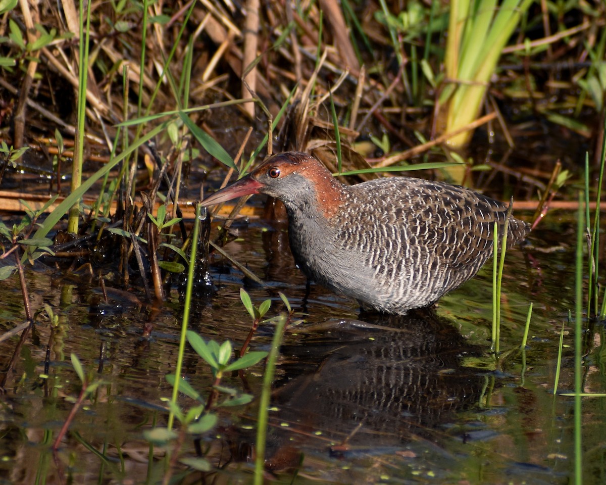 Slaty-breasted Rail - ML644024488