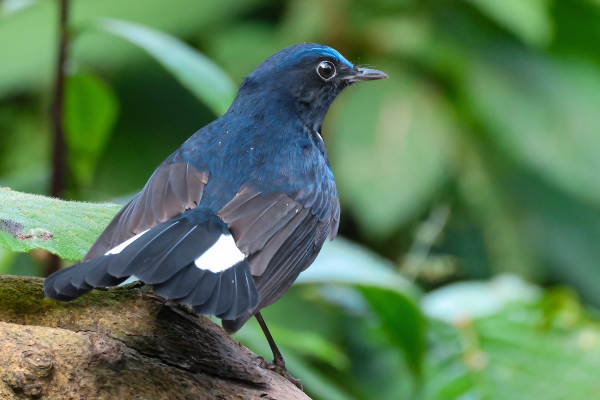 White-tailed Robin - ML644024497