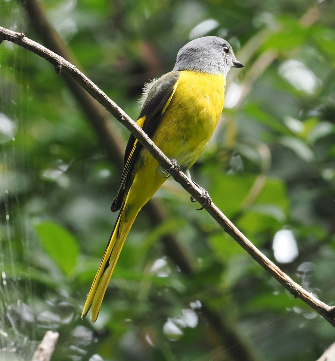 Minivet mandarin - ML644024499