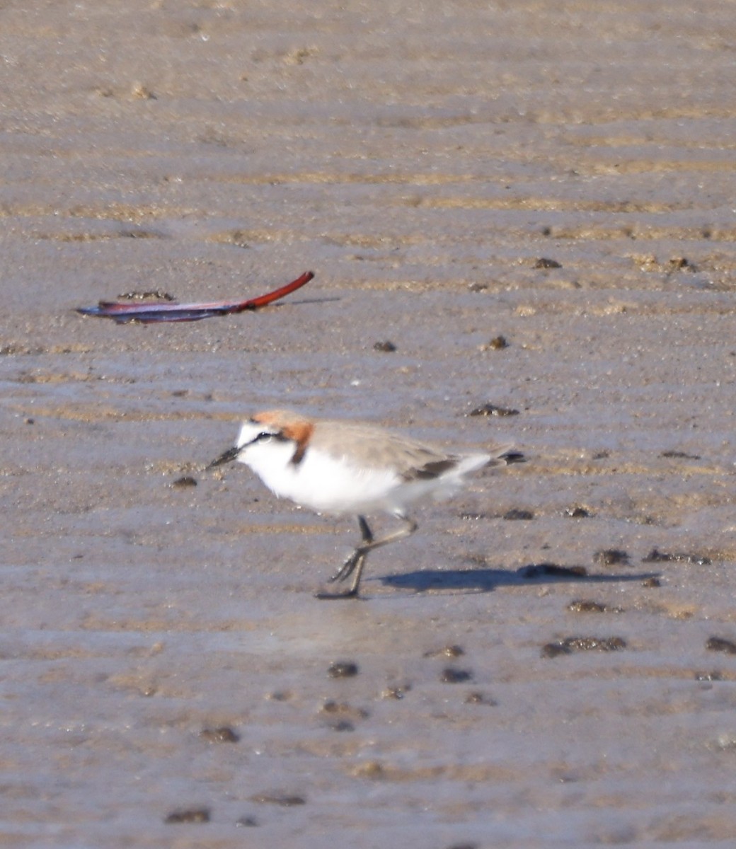 Red-capped Plover - ML644024513