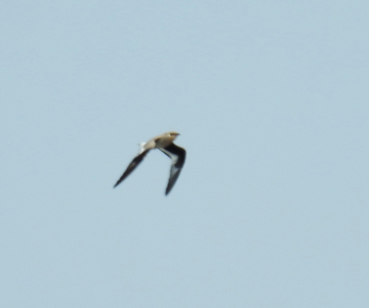 Small Pratincole - ML644024536