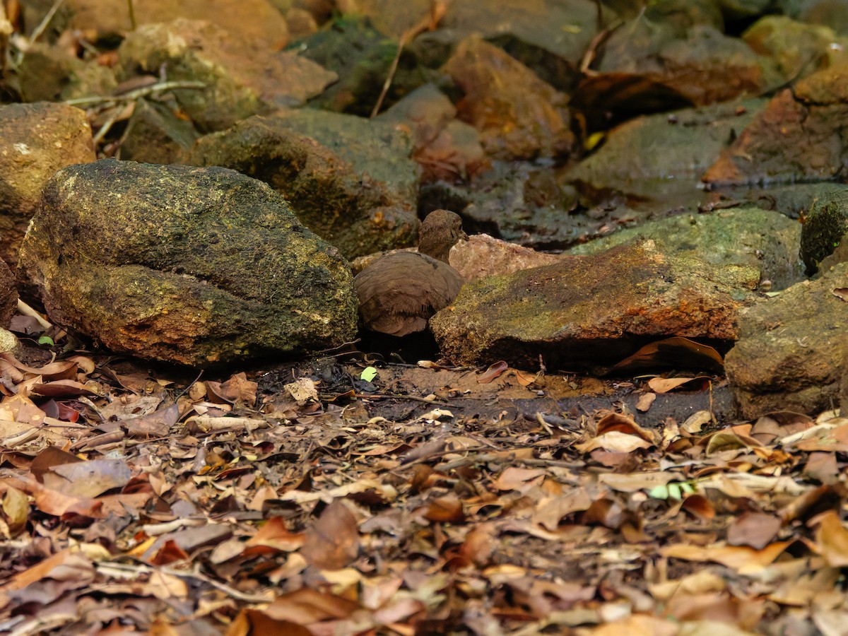 Cinereous Tinamou - ML644024538