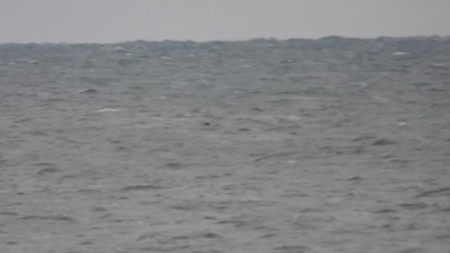 Northern Gannet - ML644024549