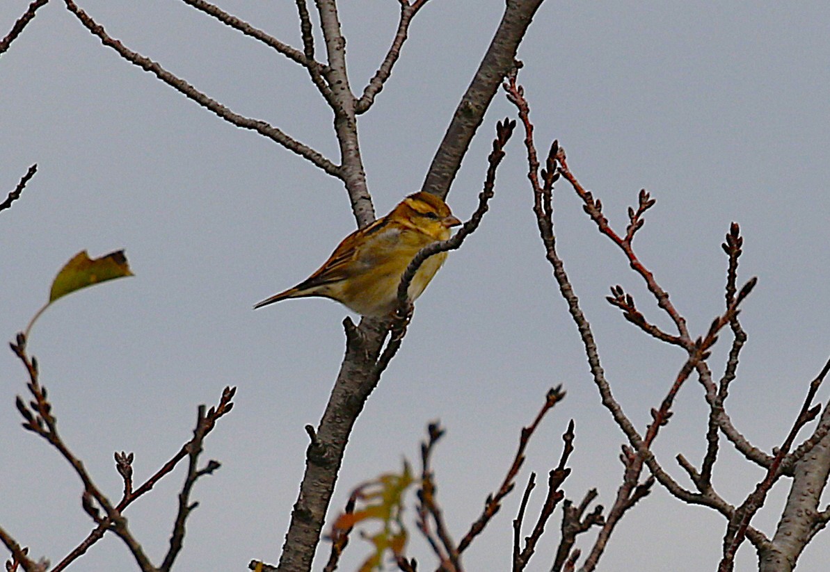 Russet Sparrow - ML644024573